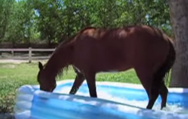Így élvezi egy ló a medencézést- videó