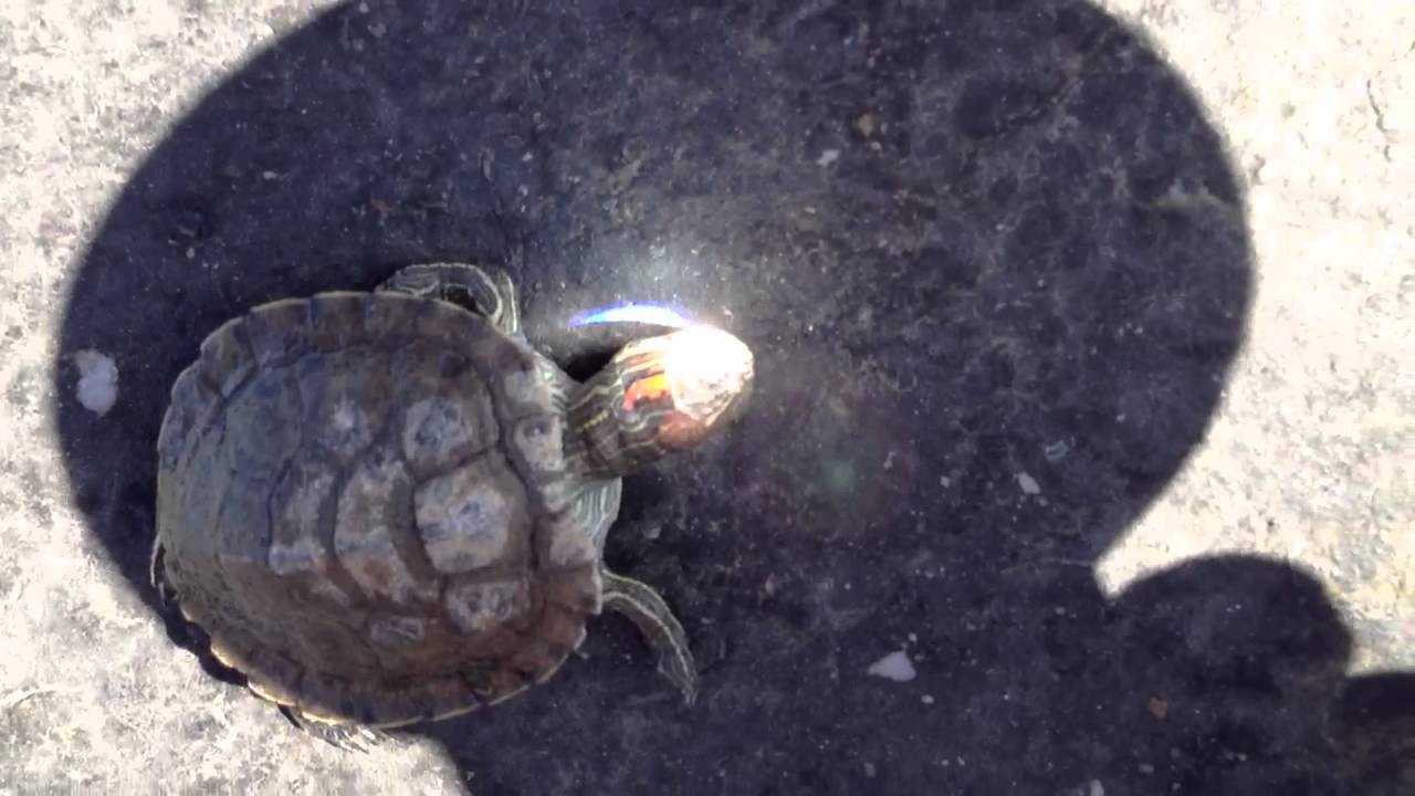 Brutálisan megkínozta az élő teknőst egy nagyítóval!– sokkoló videó