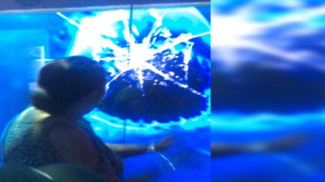 Lesokkolta a nagymamát az üveget betörő akváriumi cápa - videó
