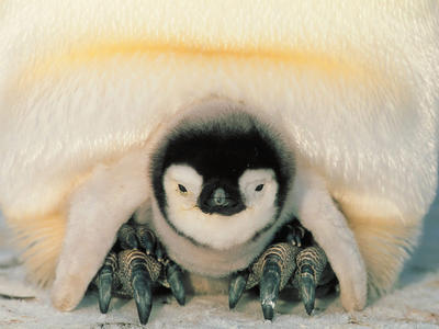 Az Antarktisz melegedése komoly fenyegetést jelent a császárpingvinekre