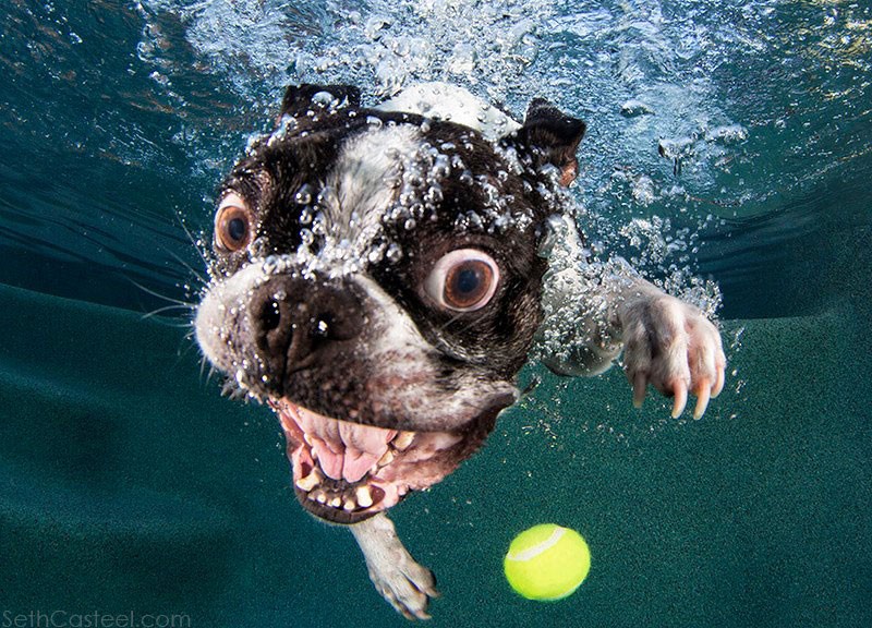 A fotós elképesztő felvételeket csinált a kutyusokról a víz alatt