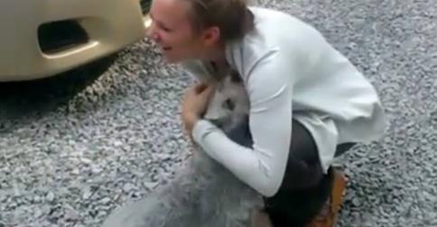 Örömében elájult a kutyus, mikor 2 év után újra látta gazdáját! – videó