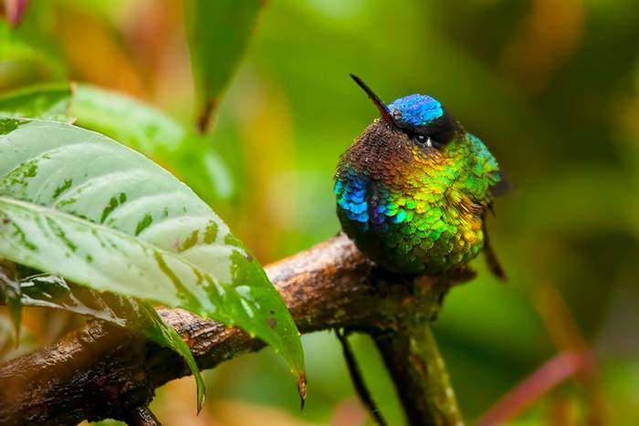 A kolibrik, amelyek lenyűgözik az embert