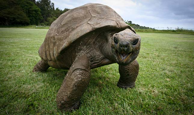 A világ egyik legidősebb teknősét 182 évesre becsülik