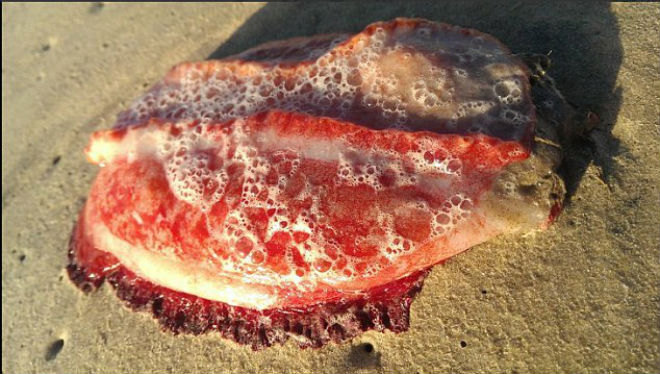 Bizarr, vörös lényt talált egy nő a parton – fotók