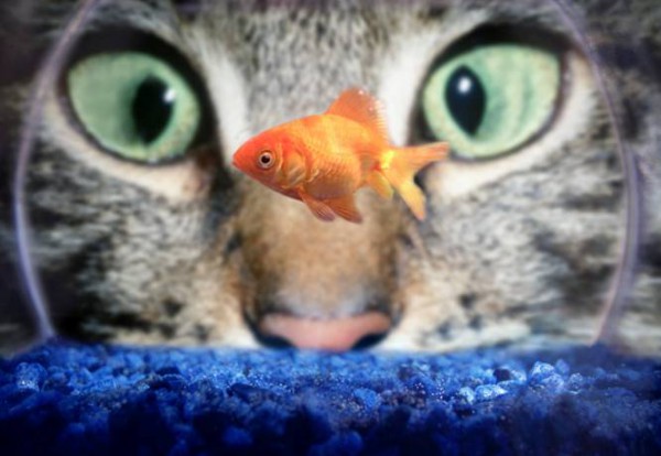 Fishbowl Cat