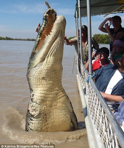 Az 5,5 méteres krokodil sztár lett, miután elkapott egy cápát 
