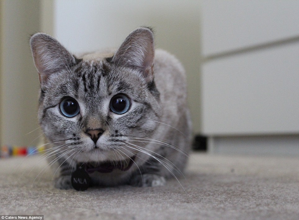 Aranyos képek! Az Instagram legédesebb cicája