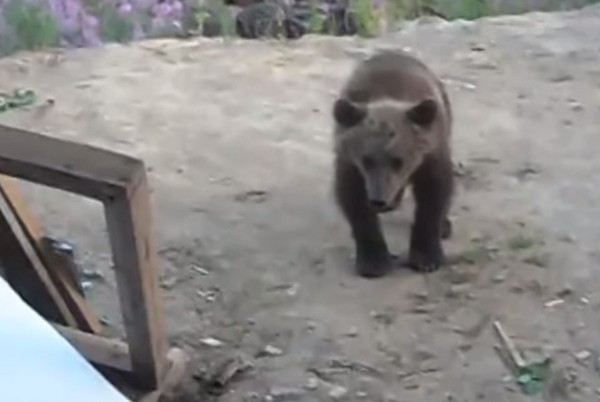 Ne haverkodj medveboccsal, hisz az anyja mindig ott lapul a közelben- tanulságos videó!