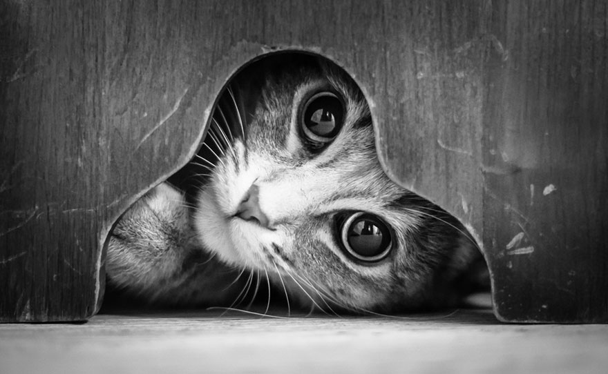 A macskák titkos élete: csodálatos, fekete-fehér fotósorozat
