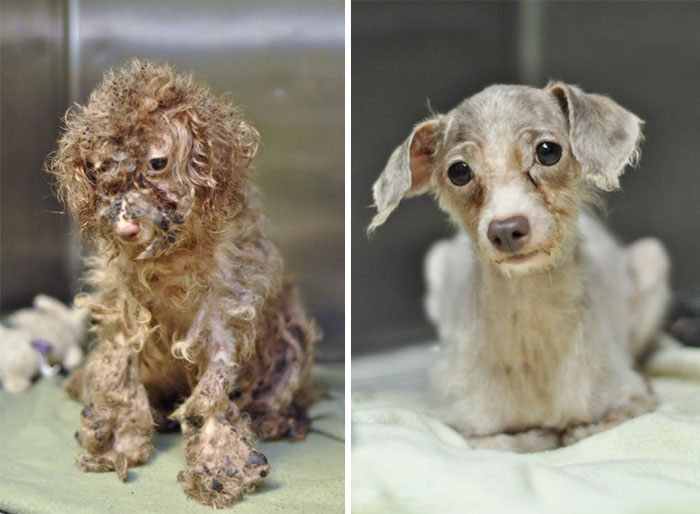 Előtte és utána képek - 12 megmentett kutyus, akikre szebb jövő vár