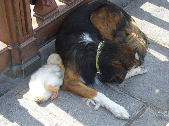 Elképesztően aranyos kutya-kacsa barátság