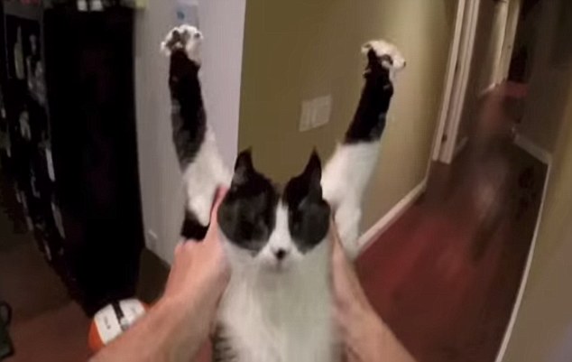 Nézze meg szemből a Világ Legölelősebb Macskáját! – videó