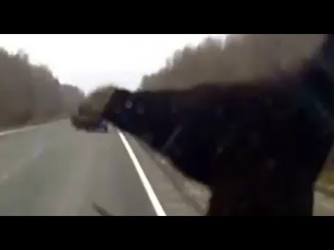Barnamedve csapódott a kocsiba az úton! - videó