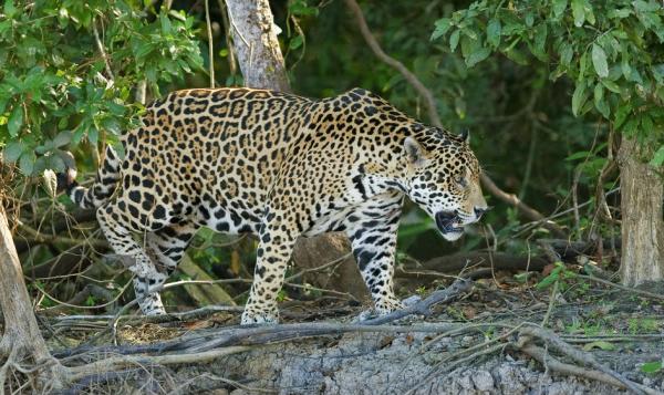 Lelőttek egy szökött jaguárt