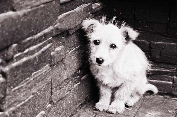 Placebo is segíthet a kutyák szeparációs szorongásán magyar kutatók szerint