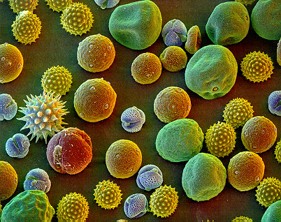 Pollenhelyzet - ÁNTSZ: az Alföld nagy részén már harmadfokú riasztás van érvényben a parlagfű miatt