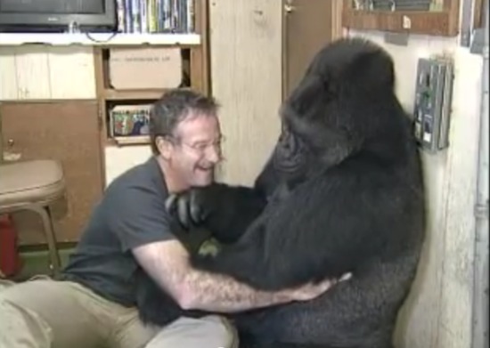 Robin Williams találkozása egy különleges gorillával - videó