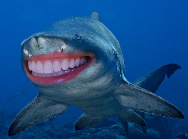 11 jó fej cápa - így mosolyognak a rettegett fenevadak