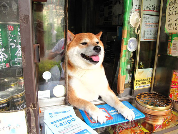 Ez az édes kutyus nyitja ki az ablakot a vásárlóknak Japánban