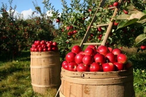 Orosz embargó - FM-államtitkár: a tárca piacot keres az almának