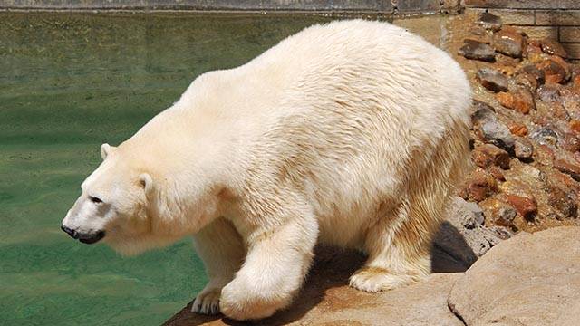Elpusztult Afrika utolsó jegesmedvéje