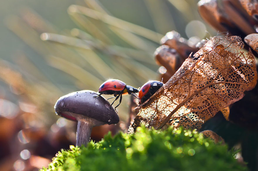Így látta egy természetfotós a gombák varázslatos világát – makro fotó képgaléria