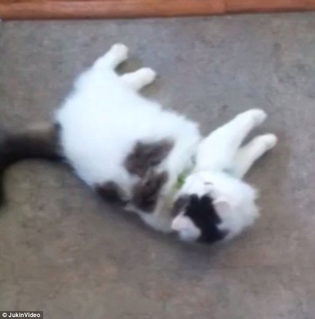 Így jelezte az okos cicus, hogy nem akar sétálni menni! – videó