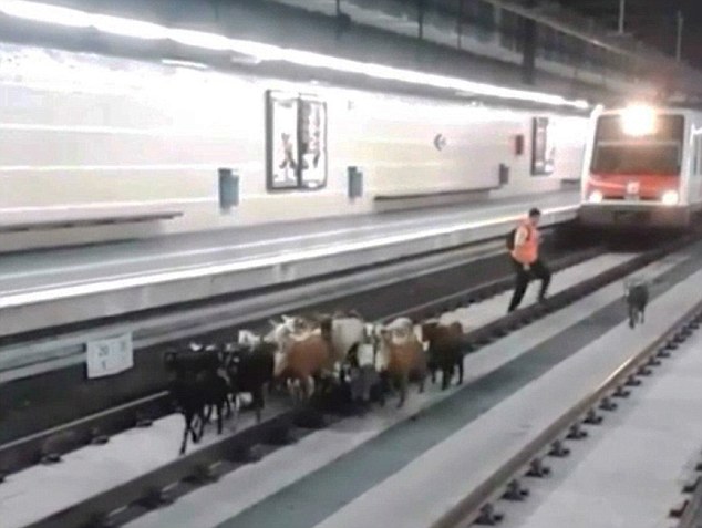 Az alagútból egy kecskecsorda érkezett meg a spanyol állomásra - videó