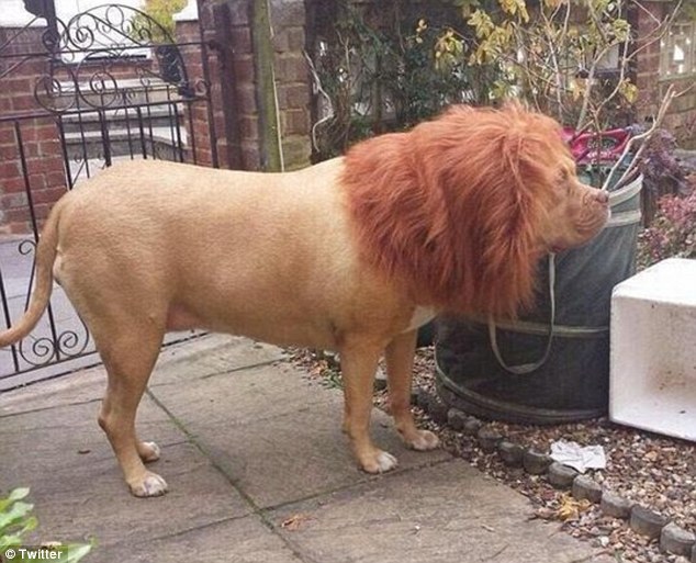 Kutya vagy oroszlán? Talán oroszlánkutya?