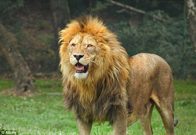 1411719013360_Image_galleryImage_A_lion_snapped_at_a_zoo_D
