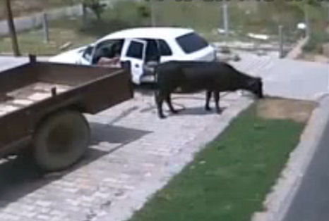 Fiat Pandával loptak el egy tehenet! – videó