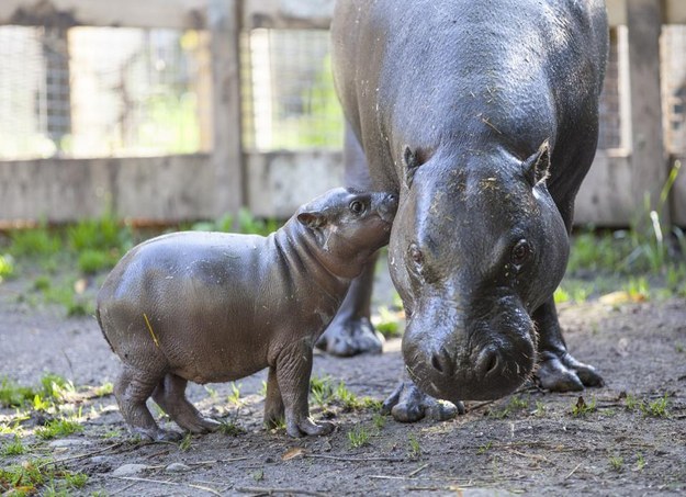Újabb cukiság született a Parken-Zoo-ban – videó