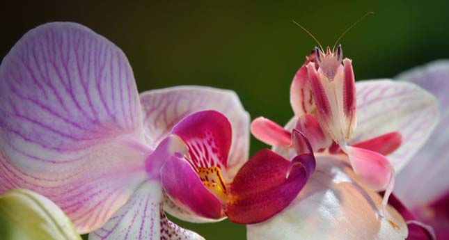 Különös és gyönyörű teremtmény – az orchidea manó – videó