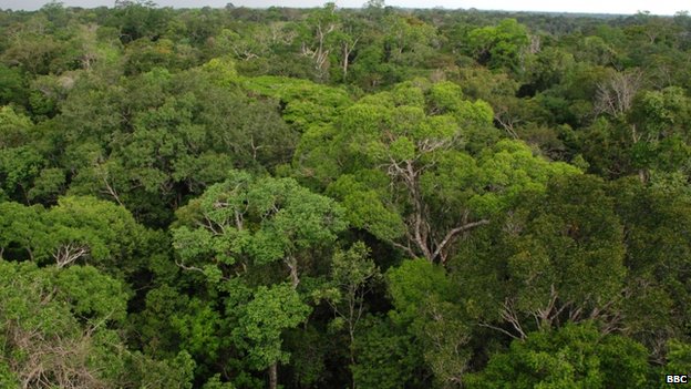 A klímaváltozást megfigyelő torony épül az Amazonas-medencében