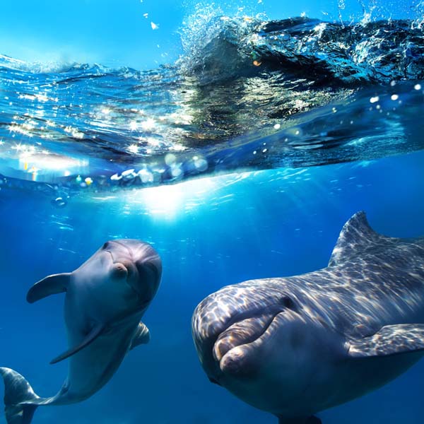 A delfinek nevet adnak egymásnak és így tudnak kommunikálni egymás között