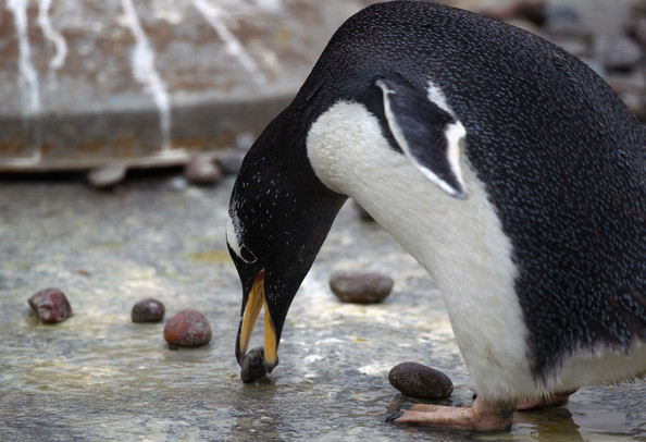 A hím pingvinek úgy udvarolnak, hogy a környéken található legkerekebb kavicsokat összegyűjtik és elviszik szívük választottjának