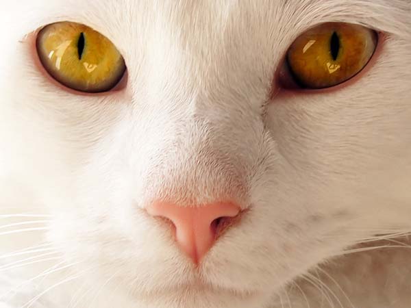 A macskáknak az orlenyomata annyira különbözik, mint az emberek újjlenyomata
