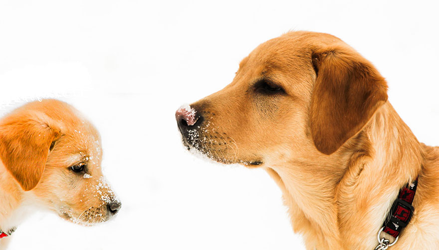 Aranyos képek felnövő kutyusokról