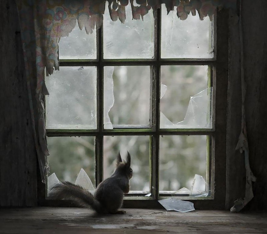 animals-looking-through-the-window-1