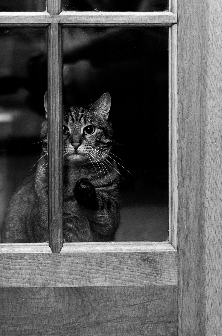 animals-looking-through-the-window-12