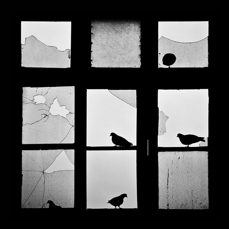 animals-looking-through-the-window-14