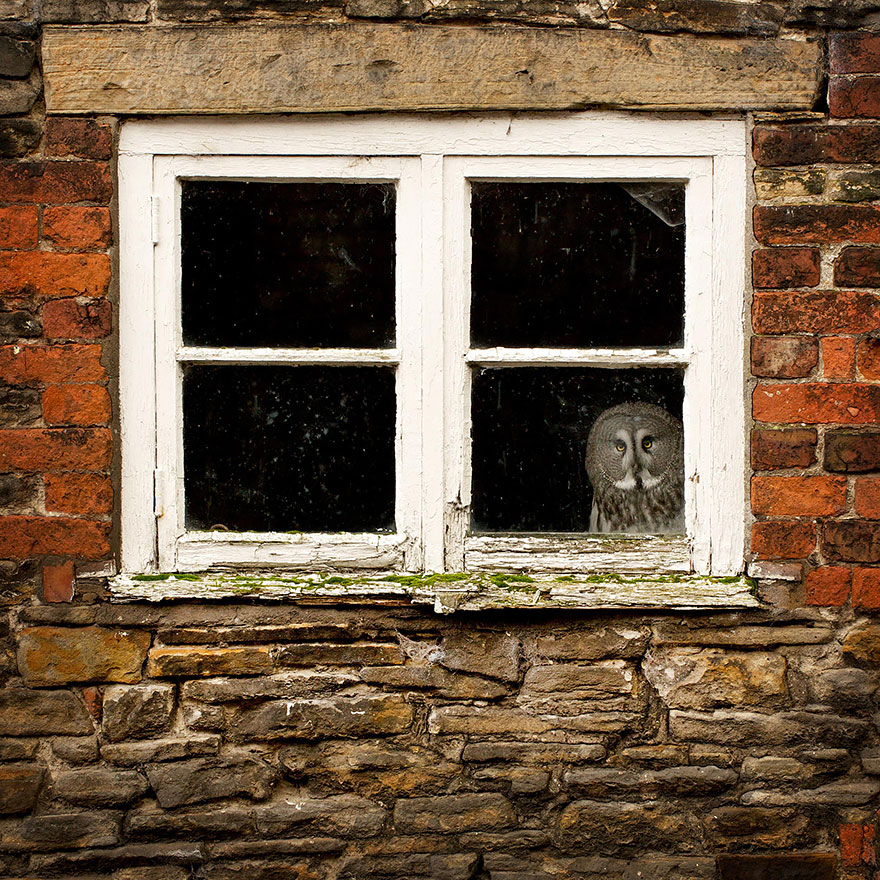 animals-looking-through-the-window-5