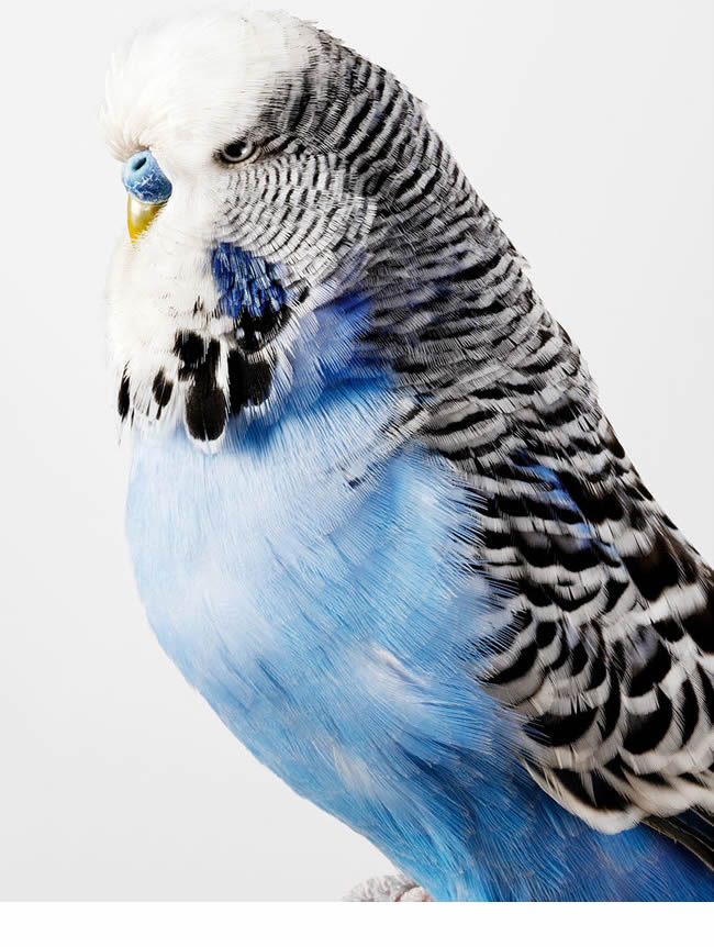 Bámulatos portrékat készített a madarakról az ausztrál fotográfus 