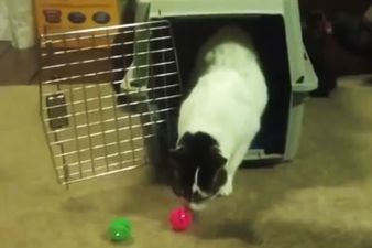 Állatkísérleti laborból kimentett állatok a Szabadság Első Pillanataiban - megható videó