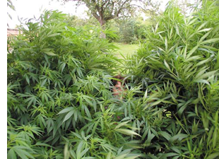 Cannabis ültetvényt találtak egy székesfehérvári házban