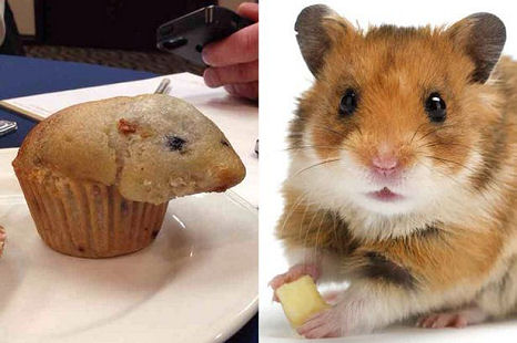 Muffin vagy hörcsög? – Majdnem sokkot kapott a vendég