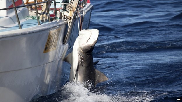 Leáll a cápamentesítési program Nyugat-Ausztráliában