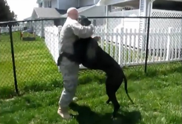 Megható- ennyire örülnek a kutyusok a katonaságból hazaérkező gazdájuknak- videó