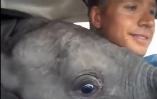 Így utazik egy 160 kg-s elefánt a repülőn- videó